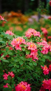 Превью обои азалия, цветы, листья, розовый, весна