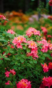 Превью обои азалия, цветы, листья, розовый, весна