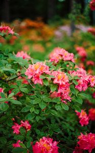 Превью обои азалия, цветы, листья, розовый, весна