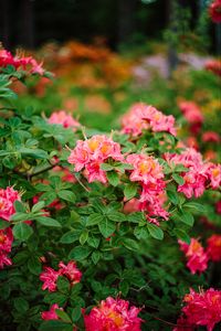 Превью обои азалия, цветы, листья, розовый, весна