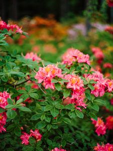 Превью обои азалия, цветы, листья, розовый, весна