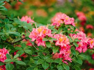 Превью обои азалия, цветы, листья, розовый, весна