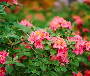 Превью обои азалия, цветы, листья, розовый, весна