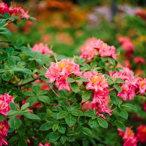 Превью обои азалия, цветы, листья, розовый, весна