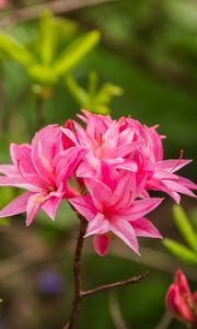 Превью обои азалия, цветы, соцветие, розовый, весна