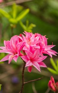 Превью обои азалия, цветы, соцветие, розовый, весна