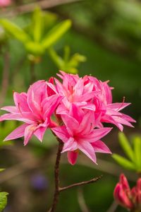 Превью обои азалия, цветы, соцветие, розовый, весна