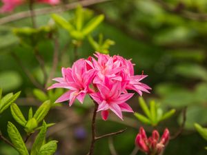 Превью обои азалия, цветы, соцветие, розовый, весна