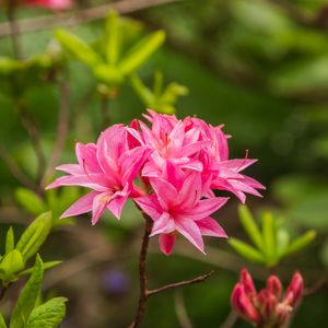 Превью обои азалия, цветы, соцветие, розовый, весна