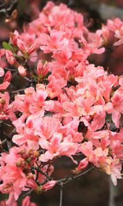 Превью обои азалия, цветы, ветка, цветение, растение, розовый