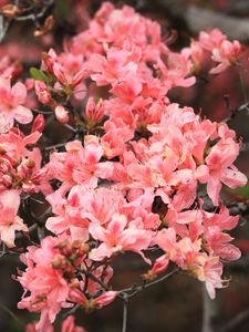 Превью обои азалия, цветы, ветка, цветение, растение, розовый