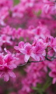 Превью обои азалия, цветы, ветка, розовый, весна