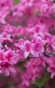 Превью обои азалия, цветы, ветка, розовый, весна