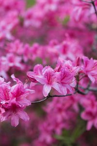 Превью обои азалия, цветы, ветка, розовый, весна