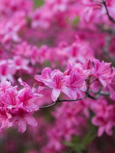 Превью обои азалия, цветы, ветка, розовый, весна
