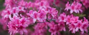 Превью обои азалия, цветы, ветка, розовый, весна