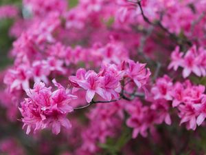 Превью обои азалия, цветы, ветка, розовый, весна