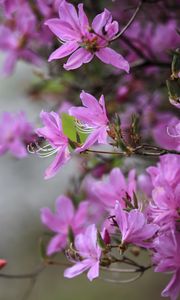 Превью обои азалия, цветы, ветки, фиолетовый, цветение, весна