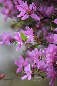 Превью обои азалия, цветы, ветки, фиолетовый, цветение, весна