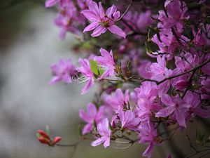 Превью обои азалия, цветы, ветки, фиолетовый, цветение, весна
