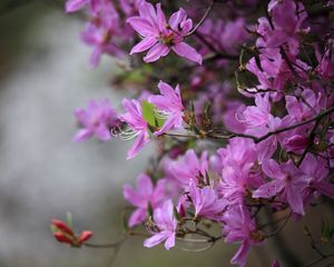 Превью обои азалия, цветы, ветки, фиолетовый, цветение, весна