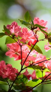 Превью обои азалия, цветы, ветки, листья