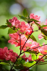 Превью обои азалия, цветы, ветки, листья