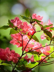 Превью обои азалия, цветы, ветки, листья
