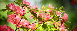 Превью обои азалия, цветы, ветки, листья