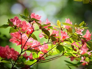 Превью обои азалия, цветы, ветки, листья