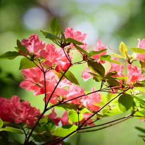 Превью обои азалия, цветы, ветки, листья