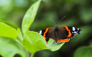 Превью обои бабочка адмирал, насекомое, крылья, макро, зелень
