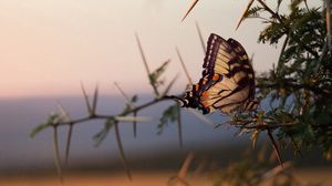 Превью обои бабочка, дерево, ветка, крылья, узор