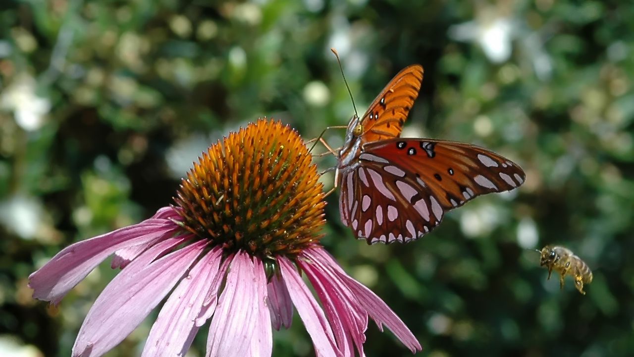 Обои бабочка, эхинацея, цветы, макро