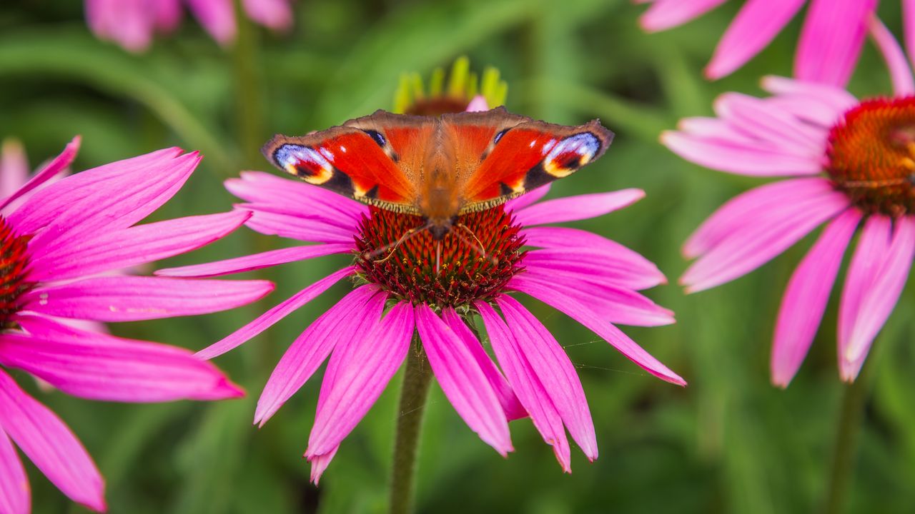 Обои бабочка, эхинацея, цветы, лепестки, макро