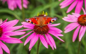 Превью обои бабочка, эхинацея, цветы, лепестки, макро