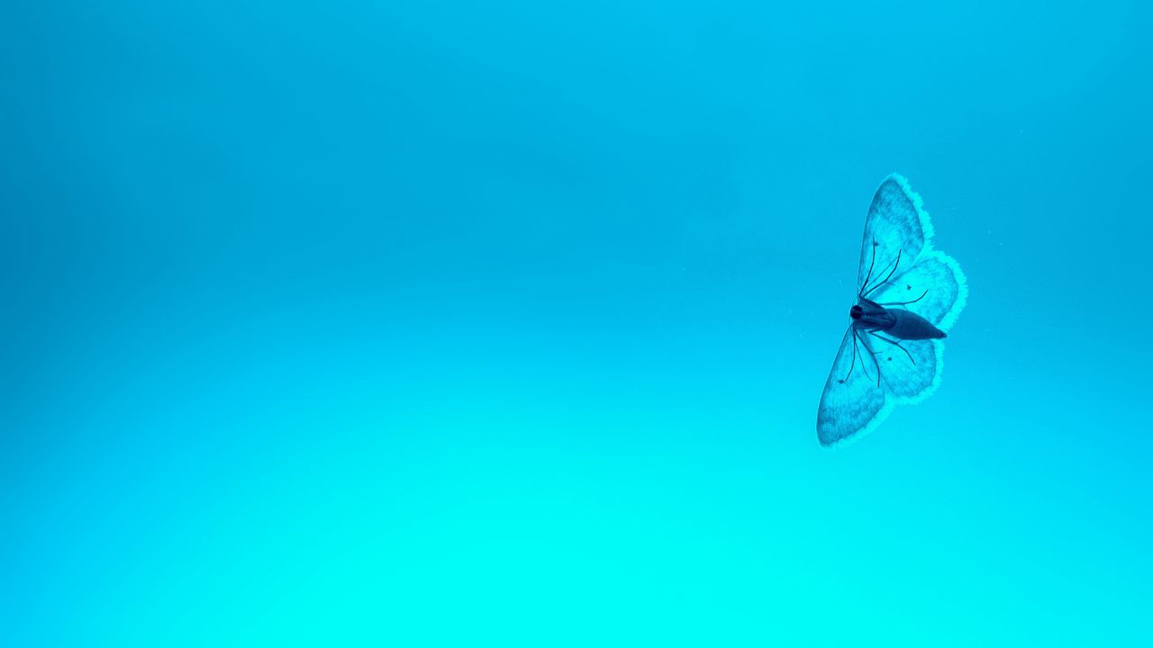 Обои бабочка, голубой, фон, насекомое, градиент