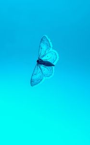 Превью обои бабочка, голубой, фон, насекомое, градиент