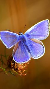 Превью обои бабочка, яркий, красивый, крылья, узоры