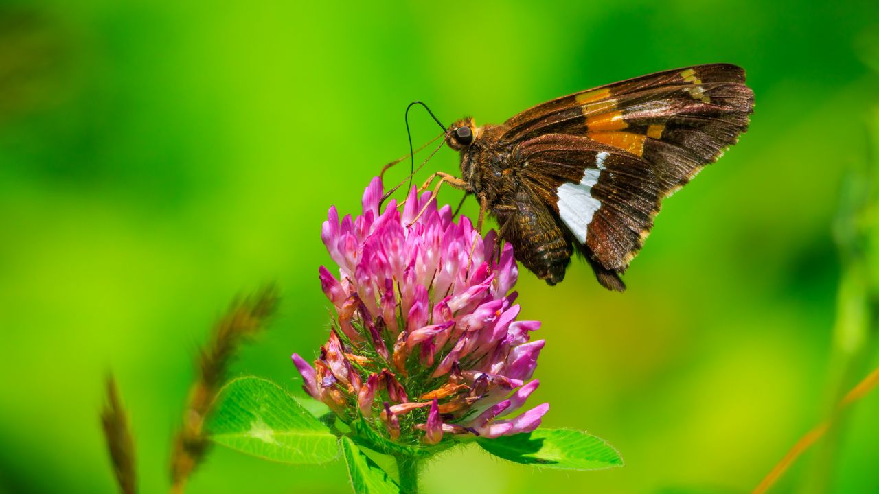 Обои бабочка, клевер, цветок, растение, макро