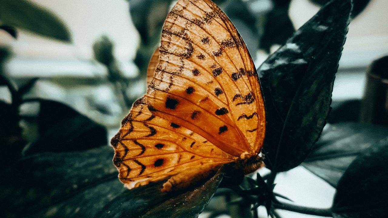 Обои бабочка, коричневый, макро, насекомое