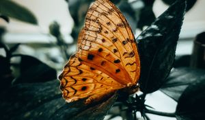 Превью обои бабочка, коричневый, макро, насекомое