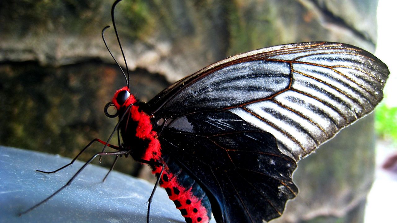 Обои бабочка, красный, черный, камень