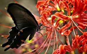Превью обои бабочка, крылья, черный, цветок, макро