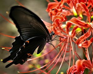Превью обои бабочка, крылья, черный, цветок, макро