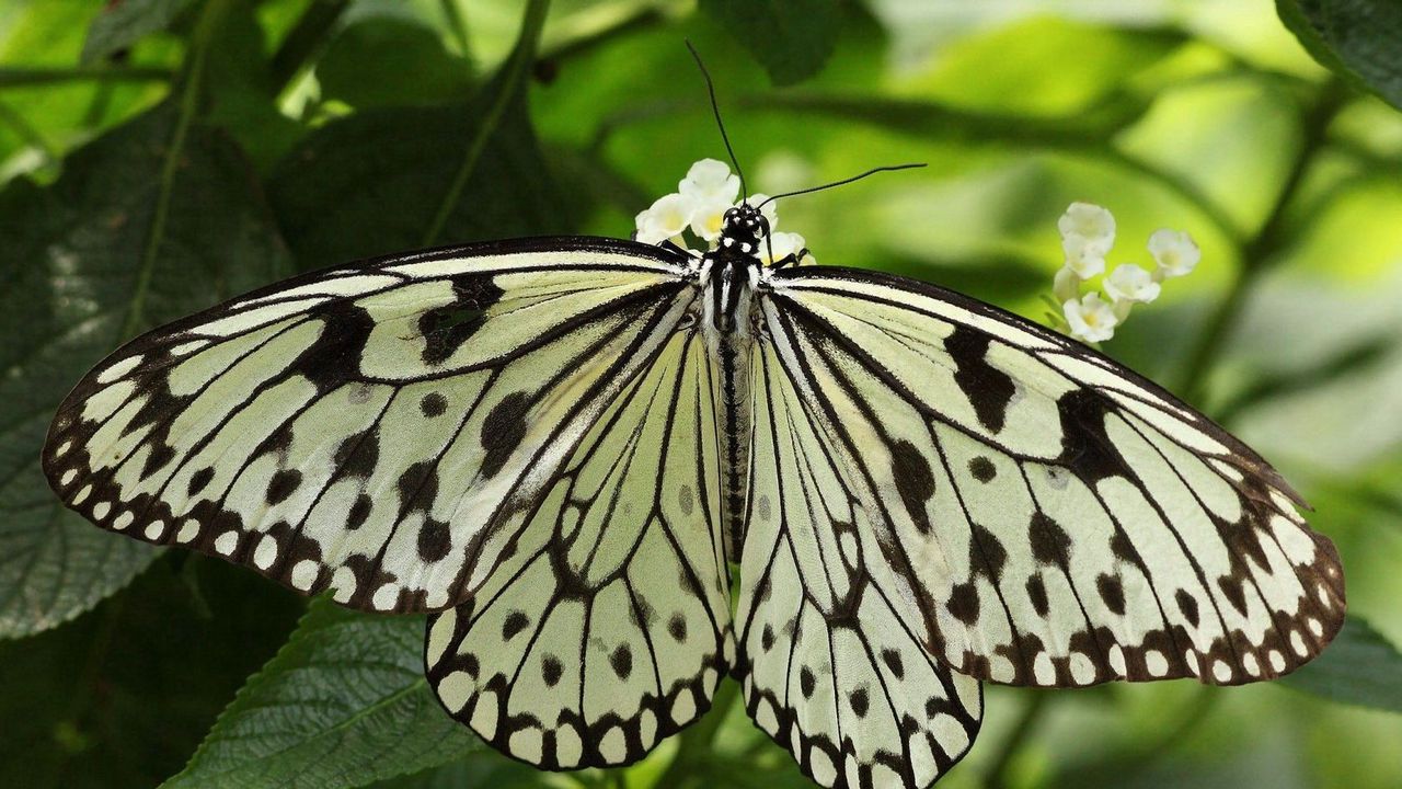 Обои бабочка, крылья, форма, свет, листья, насекомое