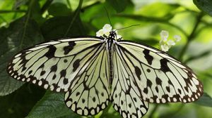 Превью обои бабочка, крылья, форма, свет, листья, насекомое