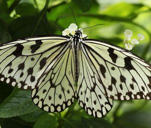Превью обои бабочка, крылья, форма, свет, листья, насекомое