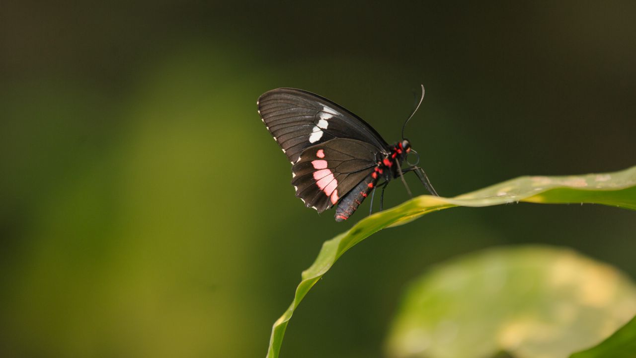 Обои бабочка, крылья, лист, узор