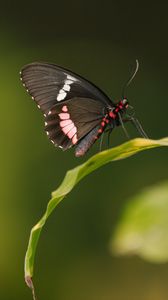 Превью обои бабочка, крылья, лист, узор